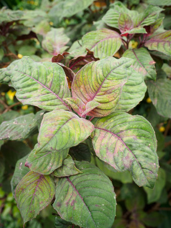 View of Ladys Eardrops (Fuchsia boliviana) leavesの写真素材