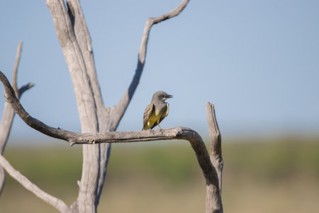 A selective focus shot of a kingbird (tyrannus tyrannus) perched on a branchの写真素材