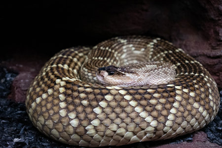 A closeup of the rattlesnake skin pattern.の写真素材