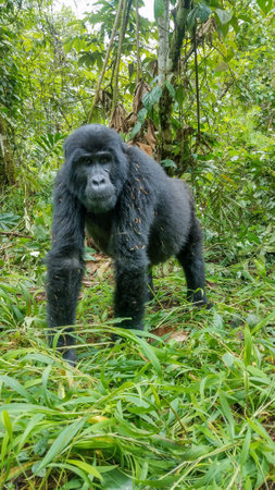 A beautiful shot of a Gorilla trekking in Uganda