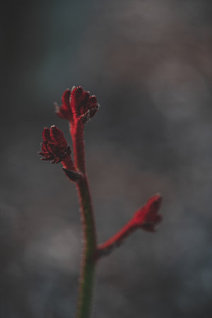 A vertical shot of a Kangaroo paw on a blurred backgroundの写真素材