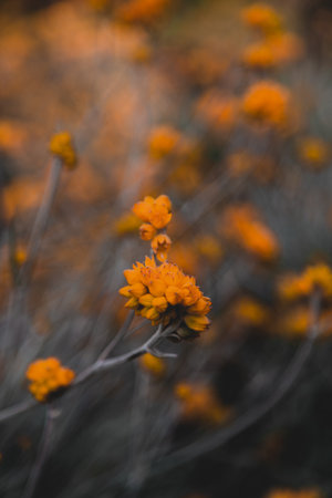 A vertical closeup shot of beautiful orange wildflowers in a fieldの写真素材