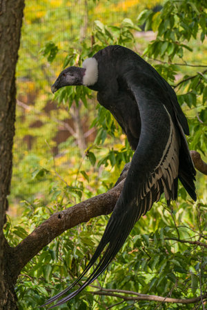 A vertical closeup of the Andean condor.の写真素材