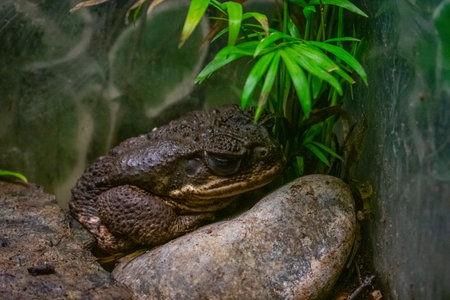 A closeup of the resting toad.