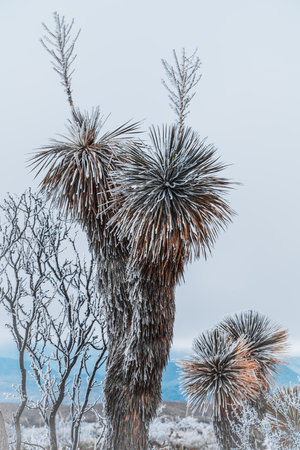 A vertical shot of frozen tropical trees in Texasの写真素材