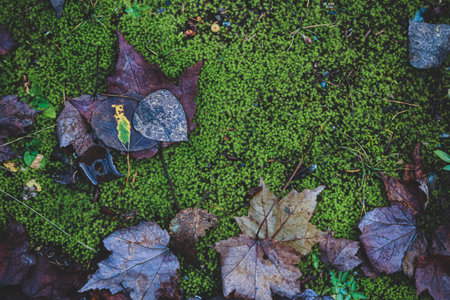 A top view of forest texture with colorful leaves in the moss on the groundの写真素材