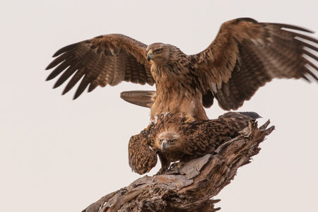 A couple of Golden eagles perching on an old tree branch