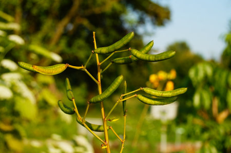 Seed pods of the Alexandrian senna in a botanical garden. An ancient medicinal plant for digestive...