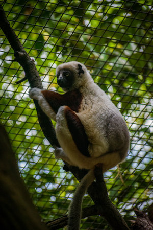 A closeup of the sifaka, lemur of the genus Propithecus.の写真素材