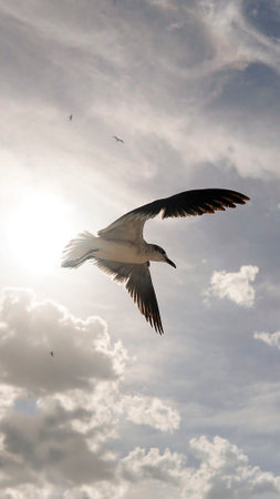 A vertical shot of a gull flying in the cloudy skyの写真素材