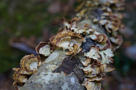 The fall in the Bankhead Forest near Double Springs, Alabama, United Statesの写真素材