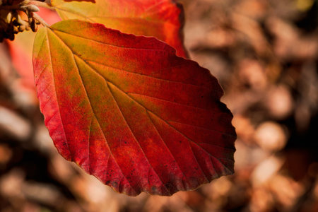 A selective focus shot of autumn leaf