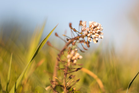 A closeup of the wildflowers in the field.の写真素材