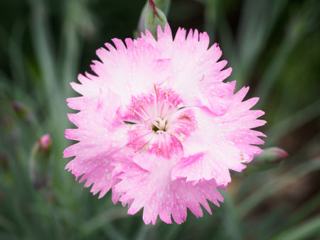 View of Clove Pink (Dianthus caryophyllus) flowerの写真素材