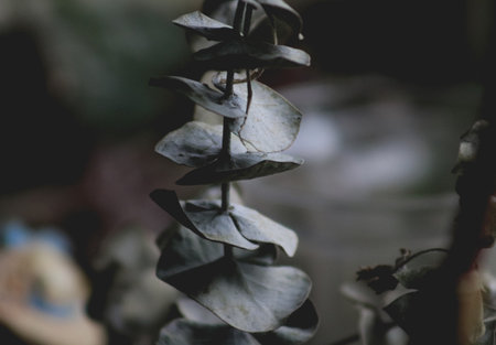 A beautiful macro shot of a Eucalyptus plant with a blurry backgroundの写真素材