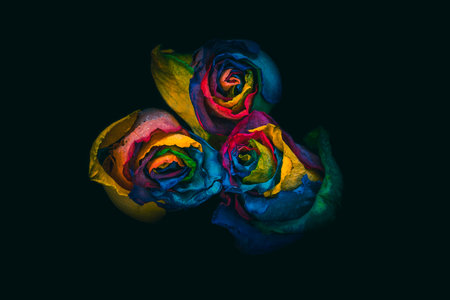 A closeup of three multicolored roses placed close together on a black backgroundの写真素材