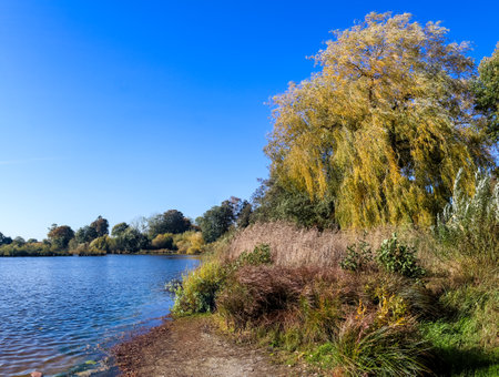 A beautiful view of a lake with large autumn treesの写真素材