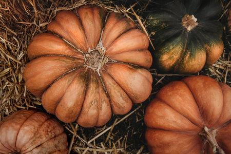 A top view closeup of pumpkins in a field on the groundの写真素材