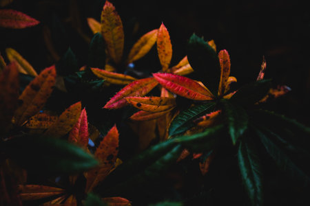 A close-up shot of a Juliana's barberry branch in the dark.Perfect for wallpaper.の写真素材