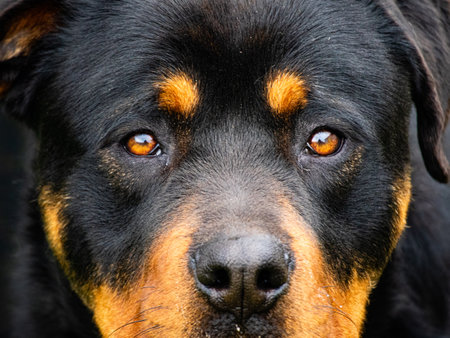 A closeup shot of a rottweiler looking straight at the cameraの写真素材
