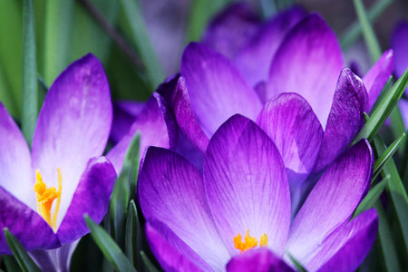 A closeup of vibrant purple crocus flowers growing in a garden with a blurry backgroundの写真素材