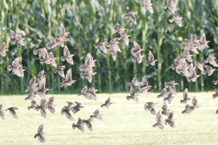 A bird flock flying over the cultivated field