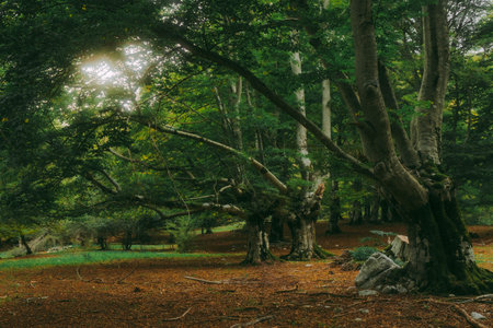A beautiful view of a landscape with many trees in the sunlightの写真素材
