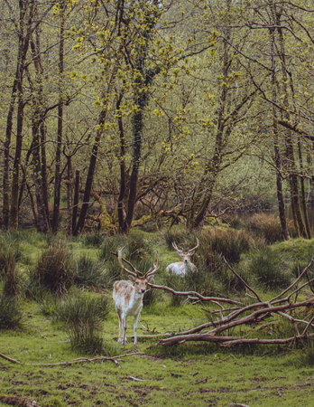 A beautiful view of two male deers in the forest at Farran Wood, Cork, Irelandの写真素材