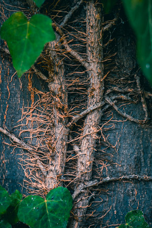 A vertical shot of wooden trees with roots and leaves.の写真素材