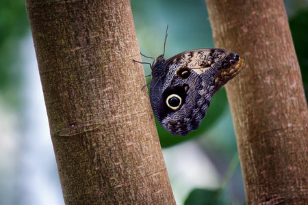 A closeup shot of a Morpho butterfly perched on a tree on a blurred backgroundの写真素材