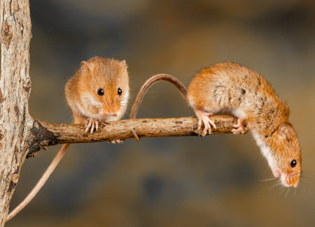 A closeup of the Eurasian harvest mice.の写真素材