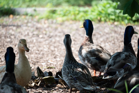 A flock of ducks walking in a park in the sunlightの写真素材