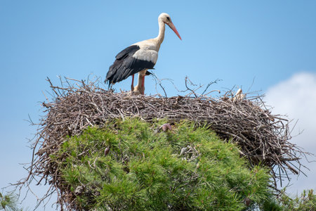 The graceful White Stock (Ciconia Ciconia) in the nestの写真素材