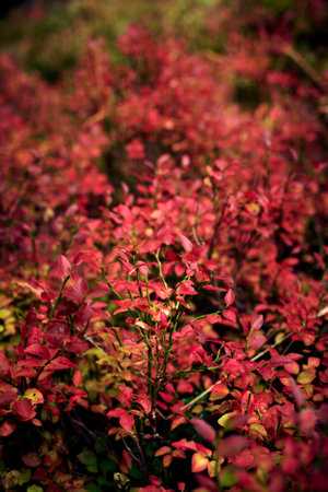 The closeup vertical shot of red leavesの写真素材