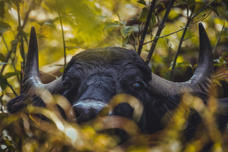 A natural view of big black buffalo in the forestの写真素材