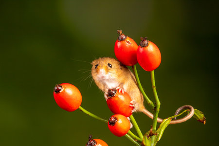 A brown harvest mouse on rosehip branchの写真素材