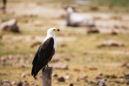 A selective focus shot of an eagle perched on a wooden pillar in Kenyaの写真素材