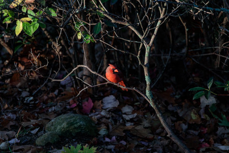 A closeup of a male Northern Cardinal perched on a tree branch in a forestの写真素材