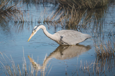 A lone gray heron foraging on a shallow swampの写真素材