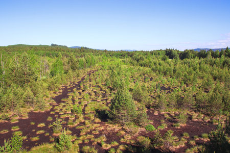 A view to the large moss area with small trees near Volary, Czech republicの写真素材