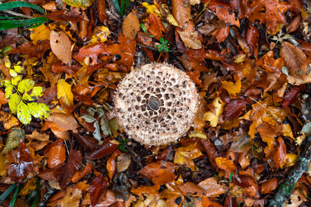 The Shaggy Parasol mushroom in a forest. Chlorophyllum rhacodesの写真素材