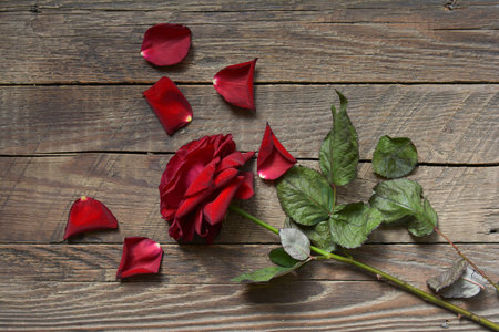 A top view of a red rose and petals on a wooden tableの写真素材