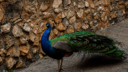 A high angle shot of a gorgeous peacock standing on the rocksの写真素材