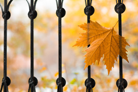 An autumn maple leaf on metal barsの写真素材