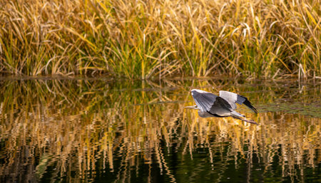 A beautiful cocoi heron flying over a swamの写真素材