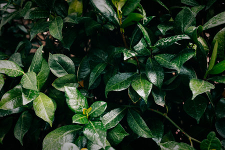 The dark green leaves with shadows in the gardenの写真素材