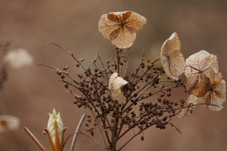 A closeup shot of flowers in a forest isolated on a blurry backgroundの写真素材