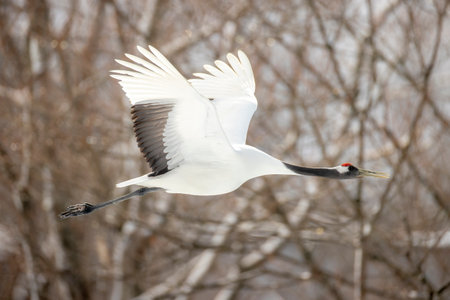A red-crowned crane flying with the bushes in the backgroundの写真素材
