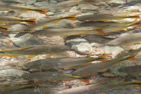A closeup shot of a school of fishes in the river clear water under sunbeamsの写真素材