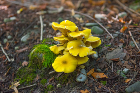The bright yellow mushroom in the forestの写真素材